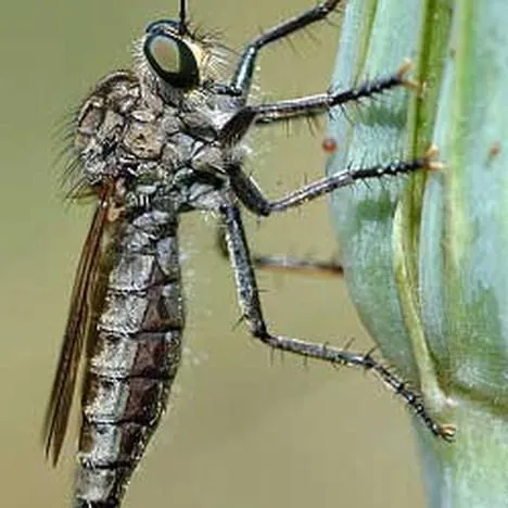 thumbnail for publication: Robber Flies, Asilidae (Insecta: Diptera: Asilidae)